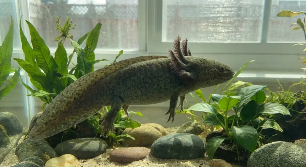 Axolotl Obesity Guide: Body Condition Scoring, Causes, and Safe Diet Corrections