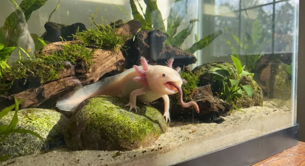 Axolotl Portion Size Guide: How Much to Feed Without Overfeeding