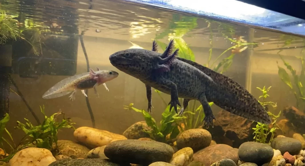 Axolotl Size and Growth Timeline: Month-by-Month Benchmarks From Hatchling to Adult