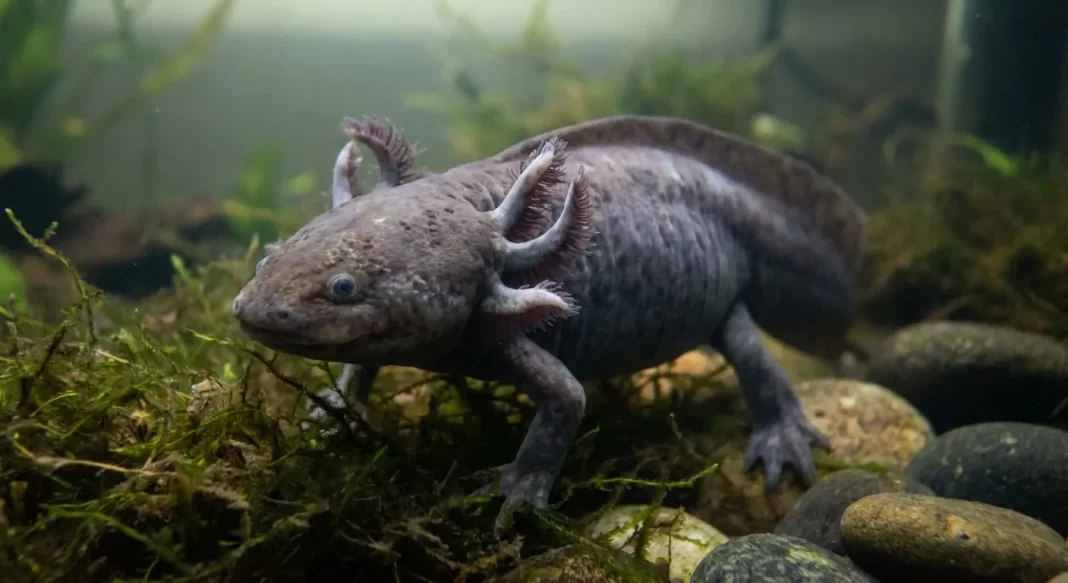 Axolotl Stress Signs: Early Indicators, Likely Causes, and Fast Corrections for Keepers