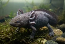 Axolotl Stress Signs: Early Warnings and What to Check First