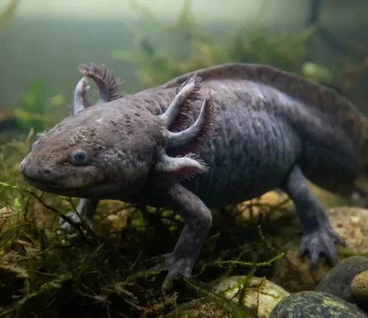 Axolotl Stress Signs Guide: The Physical Signs Catalog, the Behavioral Signs Catalog, the Severity Tier Matrix, the Root-Cause Matrix, the Five-Step De-Stress Protocol, and the Vet Escalation Thresholds