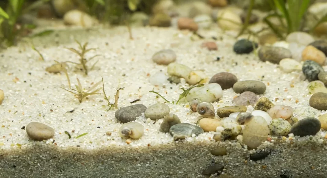 Bare Bottom vs Substrate for Axolotls: Safety, Impaction Risk, Cleaning, and the Right Choice by Age