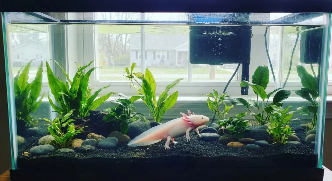 How to Cycle an Axolotl Tank: Fishless Cycling Guide for Safe Nitrogen Cycle Setup