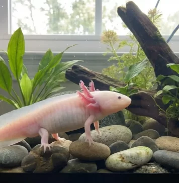 Axolotl Water Testing Guide: Test Kits, What to Test, How to Test Correctly, Testing Frequency, and Result Interpretation