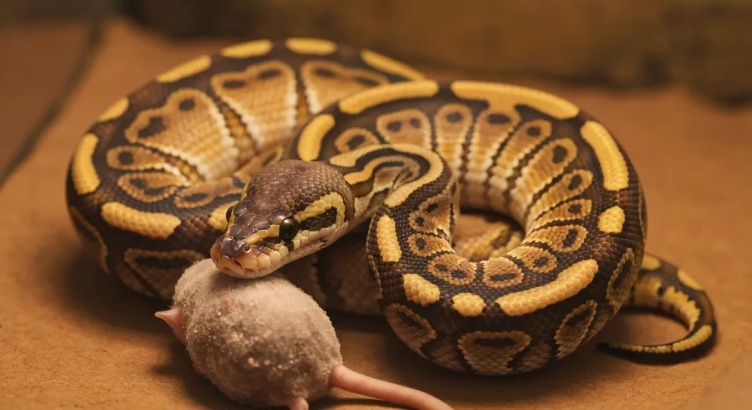 What Do Ball Pythons Eat? Complete Feeding Guide with Schedule and Prey Sizing