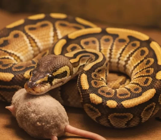 What Do Ball Pythons Eat? Complete Feeding Guide with Schedule and Prey Sizing