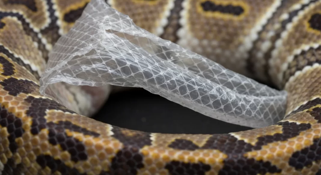 Ball Python Shedding: Stages, Timeline, and What to Expect