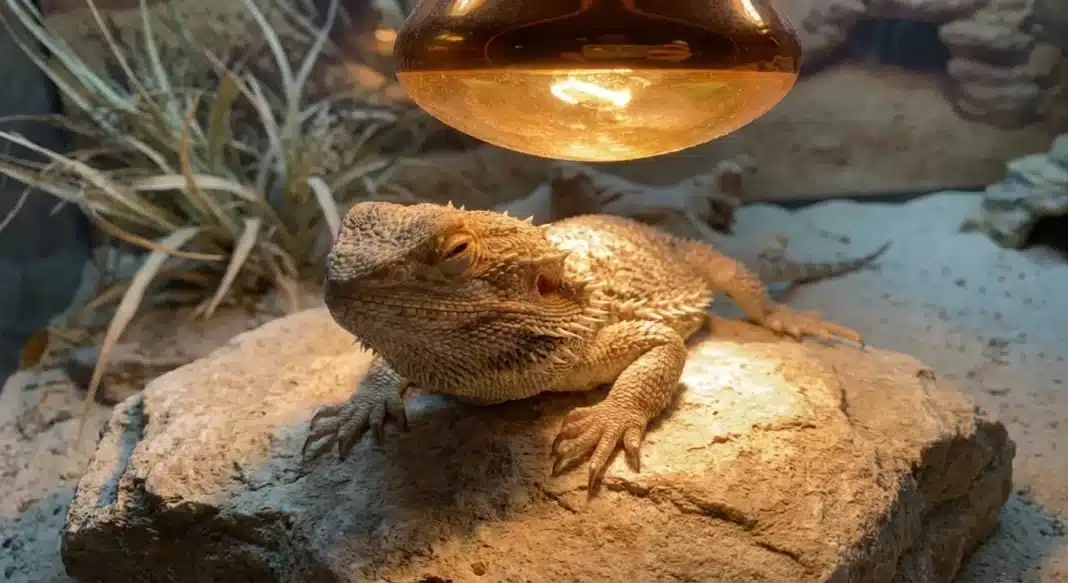 Bearded Dragon Basking Light Guide: Bulb Types, Wattage & Setup