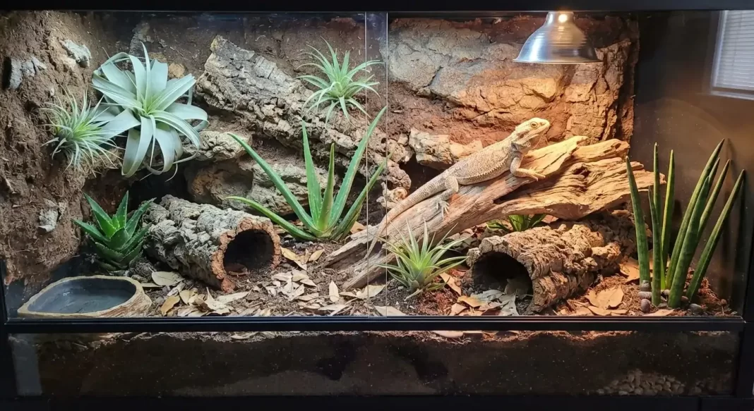 Bearded Dragon Bioactive Setup Guide: Substrate, Plants, and Clean-Up Crew