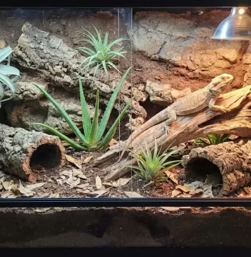 Bearded Dragon Bioactive Setup Guide: Substrate, Plants, and Clean-Up Crew