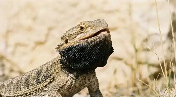"Bearded Dragon Black Beard: All Causes Explained, and When to Call a Vet"