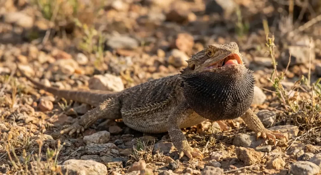 Bearded Dragon Body Language: Reading Signs of Happy, Stressed, and Unwell