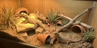"Bearded Dragon Breeding Guide: Requirements, Health Risks, and What to Expect"