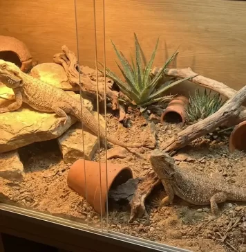 Bearded Dragon Breeding Guide: Requirements, Health Risks, and What to Expect "Bearded Dragon Breeding Guide: Requirements, Health Risks, and What to Expect"