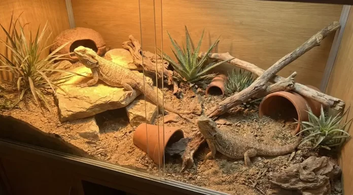 "Bearded Dragon Breeding Guide: Requirements, Health Risks, and What to Expect"