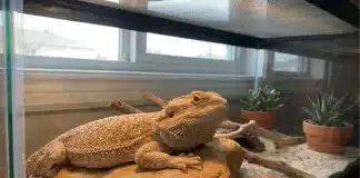 "Bearded Dragon Brumation vs Sick: How to Tell the Difference"