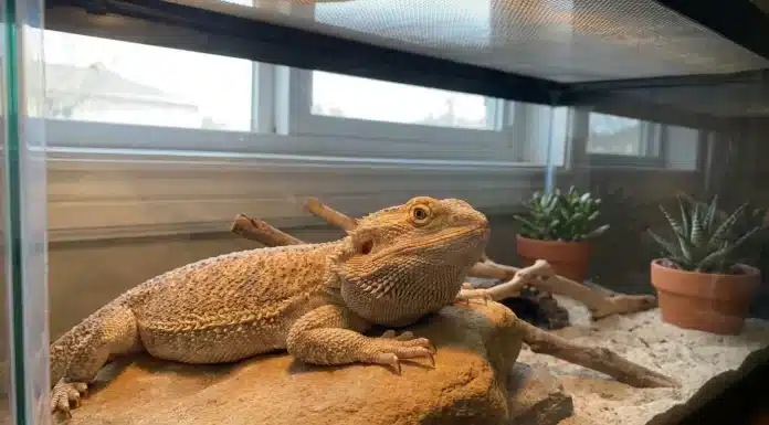 "Bearded Dragon Brumation vs Sick: How to Tell the Difference"