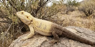 "Bearded Dragon Color Changes: Why Their Beard and Body Change Color"