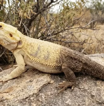 "Bearded Dragon Color Changes: Why Their Beard and Body Change Color"
