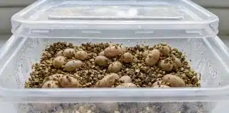 "Bearded Dragon Egg Incubation: Temperature, Humidity, Candling, and Hatching"