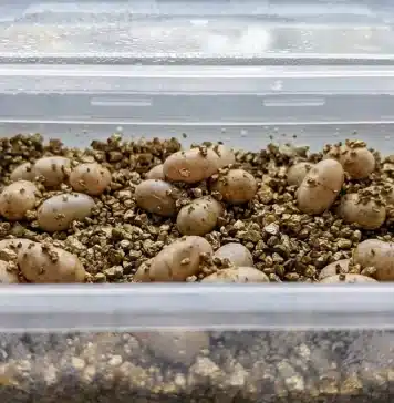 Bearded Dragon Egg Incubation: Temperature, Humidity, Candling, and Hatching "Bearded Dragon Egg Incubation: Temperature, Humidity, Candling, and Hatching"