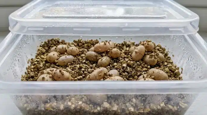 "Bearded Dragon Egg Incubation: Temperature, Humidity, Candling, and Hatching"