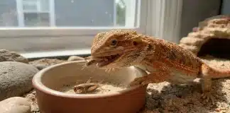 "Bearded Dragon Feeding Schedule: How Often to Feed by Age + Portion Sizes"