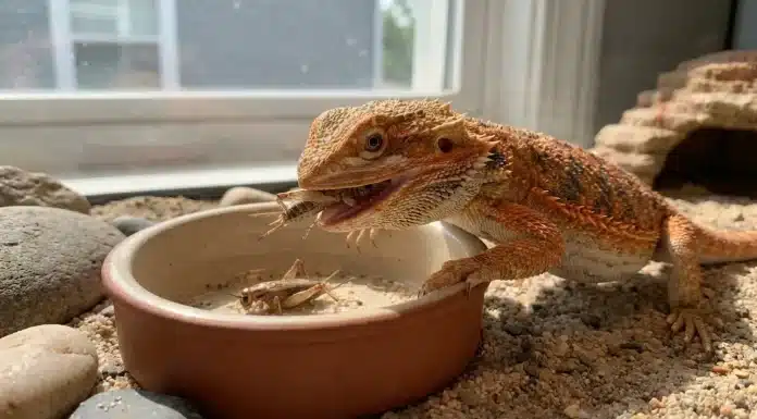 "Bearded Dragon Feeding Schedule: How Often to Feed by Age + Portion Sizes"