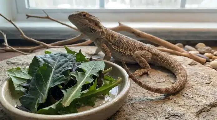 "Foods Bearded Dragons Can't Eat: Complete Toxic and Unsafe Food List"