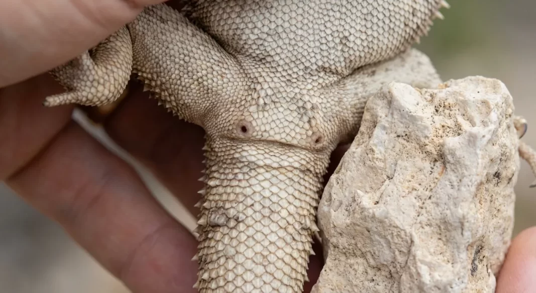 Bearded Dragon Gender Guide: How to Tell Male from Female