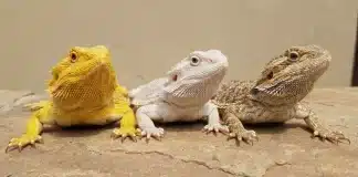 "Bearded Dragon Genetics Basics: Inheritance, Punnett Squares, and Morph Prediction"