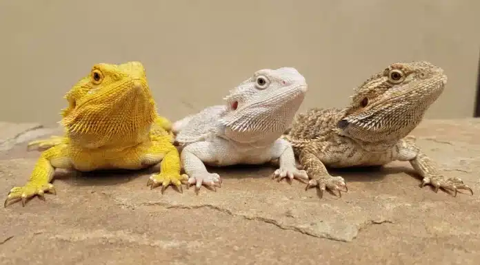 "Bearded Dragon Genetics Basics: Inheritance, Punnett Squares, and Morph Prediction"