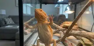 "Bearded Dragon Glass Surfing: Causes, What It Means, and How to Stop It"