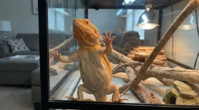 "Bearded Dragon Glass Surfing: Causes, What It Means, and How to Stop It"