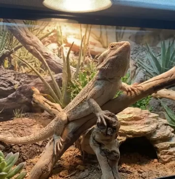 "Bearded Dragon Head Bobbing and Arm Waving Explained"