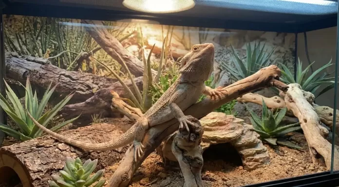 "Bearded Dragon Head Bobbing and Arm Waving Explained"