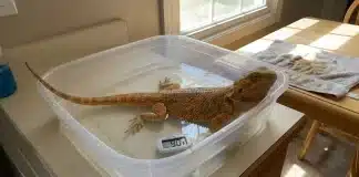 "Bearded Dragon Impaction: Symptoms, Causes, and When to See a Vet"