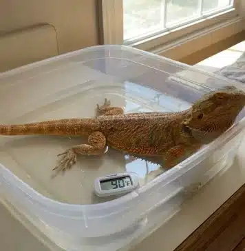 "Bearded Dragon Impaction: Symptoms, Causes, and When to See a Vet"