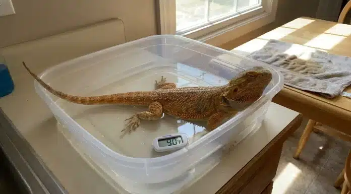 "Bearded Dragon Impaction: Symptoms, Causes, and When to See a Vet"