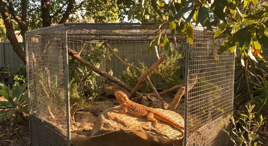 Bearded Dragon Outdoor Enclosure: Setup, Safety, and Temperature Limits