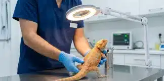 Bearded Dragon Parasites: Types, Symptoms, and How to Get Tested