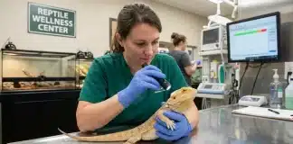 "Bearded Dragon Respiratory Infection: Symptoms, Causes, and Treatment"
