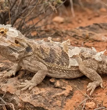 "Bearded Dragon Shedding: Everything You Need to Know"