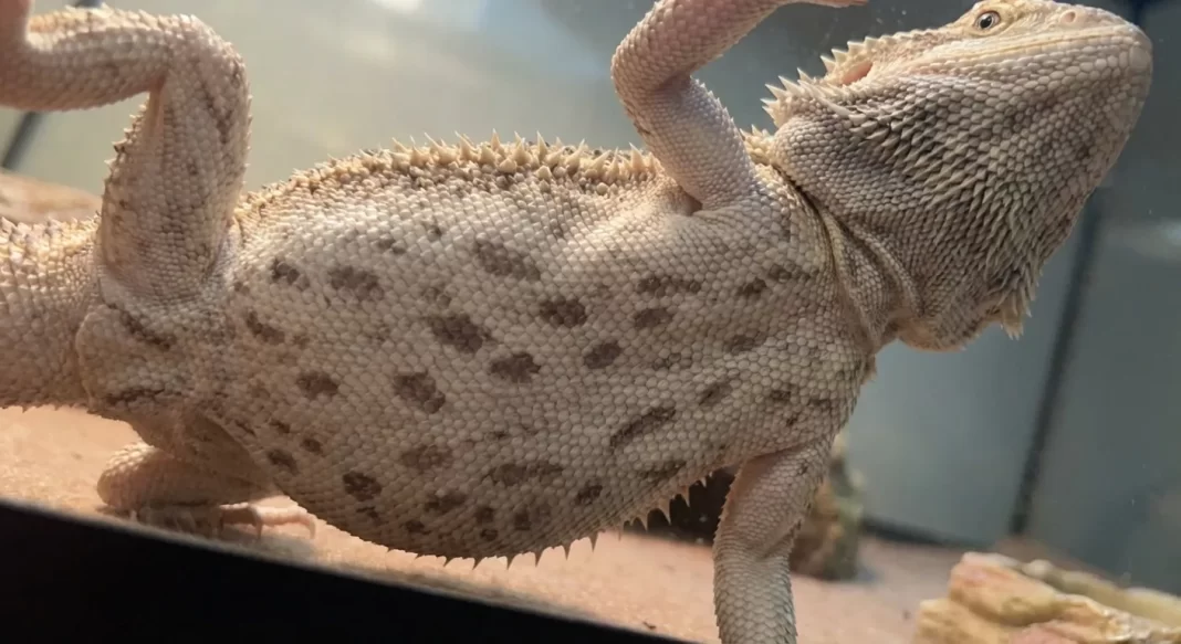 Bearded Dragon Stress Signs: How to Tell If Your Dragon Is Stressed