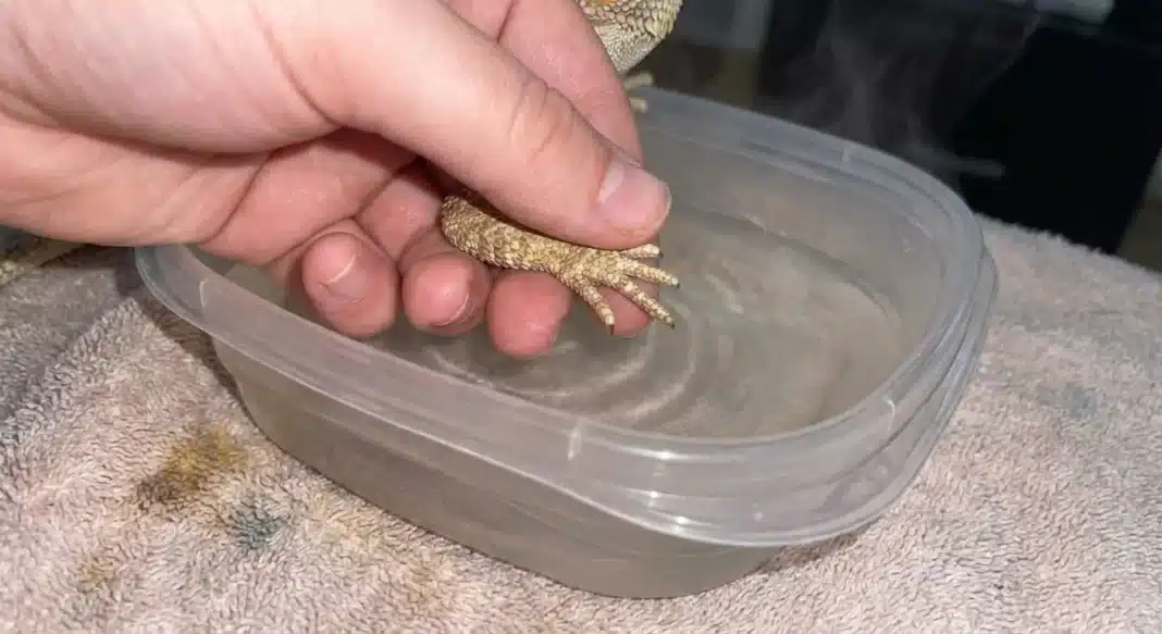 "Bearded Dragon Stuck Shed: How to Identify, Help, and When to See a Vet"