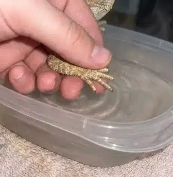 Bearded Dragon Stuck Shed: How to Identify, Help, and When to See a Vet "Bearded Dragon Stuck Shed: How to Identify, Help, and When to See a Vet"