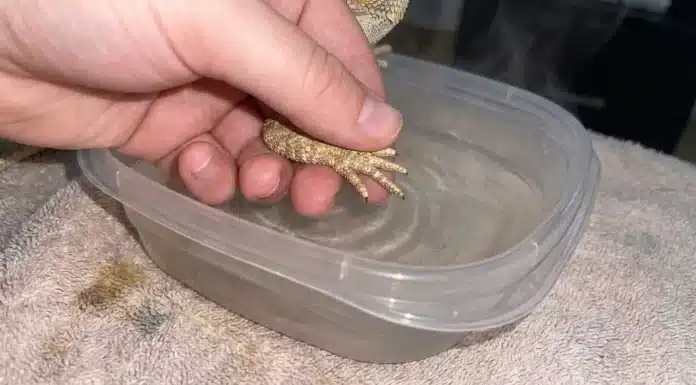 "Bearded Dragon Stuck Shed: How to Identify, Help, and When to See a Vet"