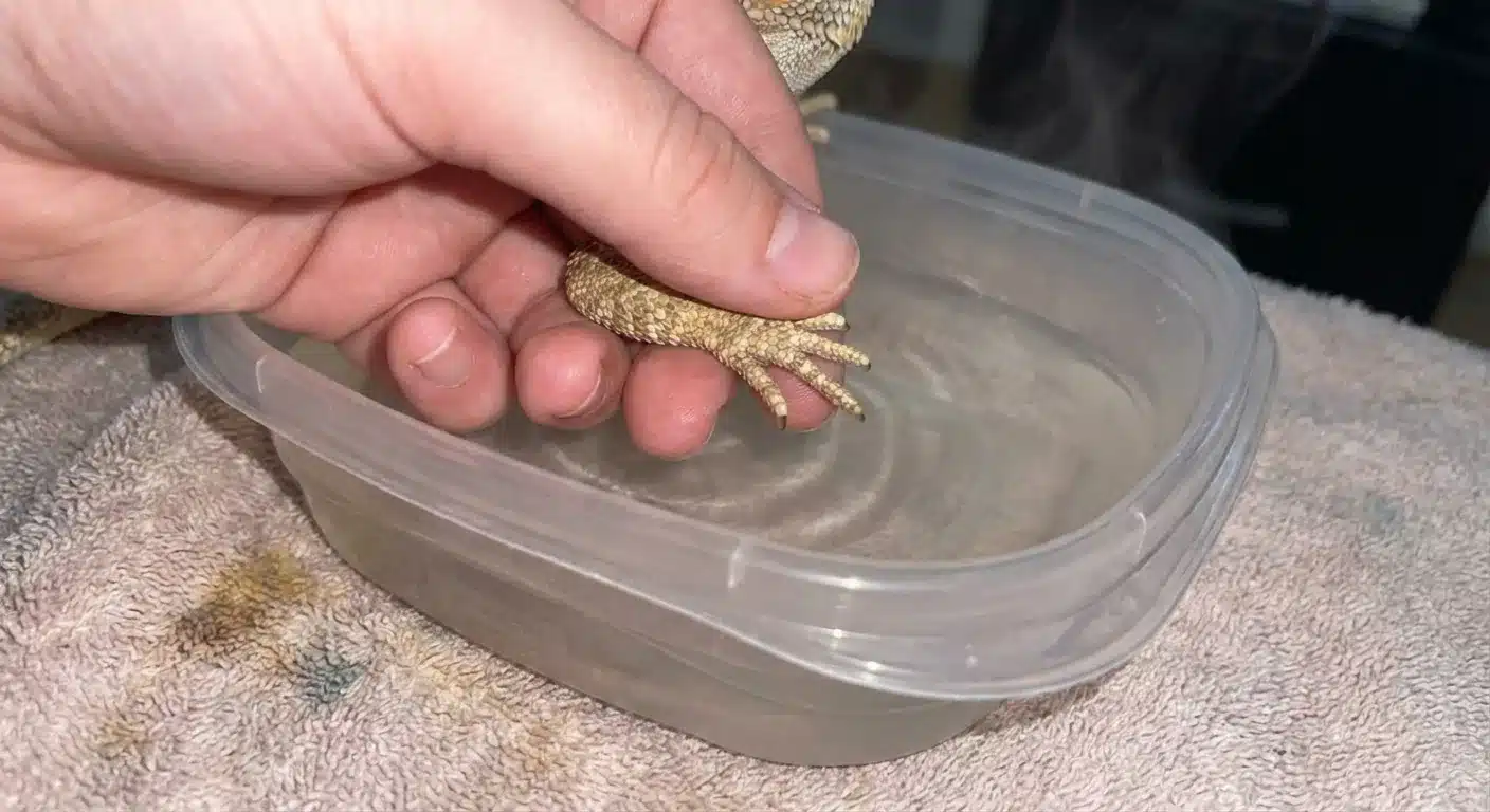 "Bearded Dragon Stuck Shed: How to Identify, Help, and When to See a Vet"