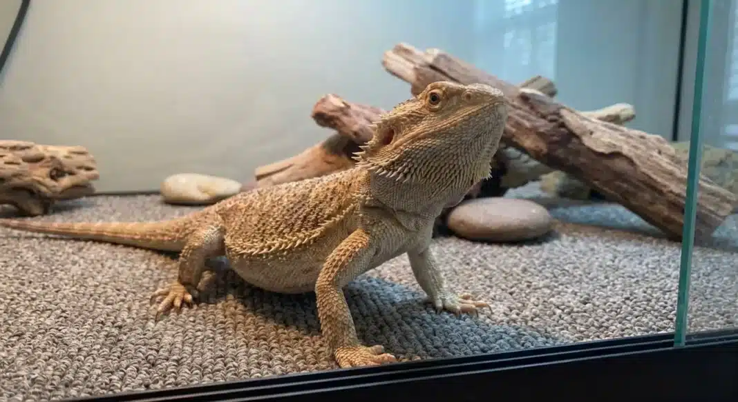 Bearded Dragon Substrate Guide: Safe Options, Impaction Risks & the Loose vs. Solid Debate